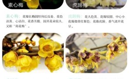 梅花什么品种好养又好看？