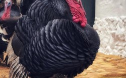 火鸡有哪些常见品种？