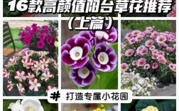 草花品种名称及图片有哪些？