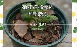 想学种花技术，去哪里学最靠谱？