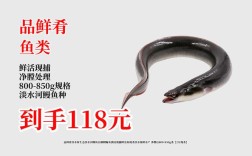 2025福建鳗鱼价格将涨还是跌？