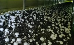 双孢菇栽培技术哪种好？