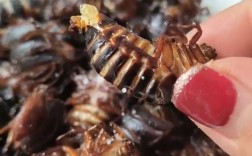 土元哪个品种口感最佳？