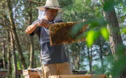 最新养蜂技术视频，如何高效学习应用？