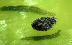 宁波野生淡水黑鱼价格为何这么高？