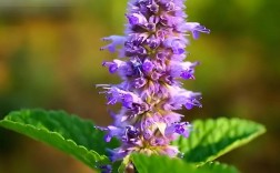 家庭盆栽藿香怎么种？