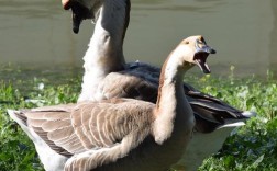 近期适合养什么品种的鹅？