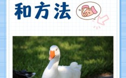 鹅养殖新技术与预苗技术如何提升成活率？