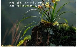 北方养兰花，哪些品种最合适？