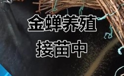 金蝉人工养殖技术视频怎么学？