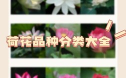 荷花有哪些常见品种？