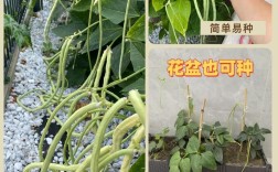 阳台无架豆角种植技术