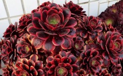 多肉法师有哪些常见品种？