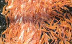 俄罗斯金草鱼养殖技术难点有哪些？