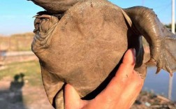 鳖品种中哪个长得最快？