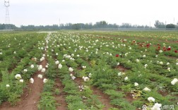 白芍种植技术视频下载