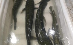 2025年5月黑鱼价格会受哪些因素影响？养殖成本、市场需求变化如何左右其行情走势？