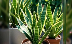 金边虎尾兰有哪些常见品种？