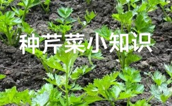 秋季露地芹菜怎么种才高产？