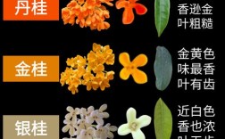 桂花树哪个品种最贵？