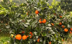 湖南种了哪些水果新品种？