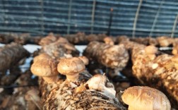 香菇种植视频，如何快速掌握种植技术？