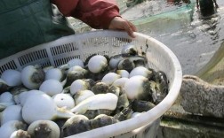 河豚养殖技术优酷视频，从苗种选育到水质管理，关键难点与高效解决方案有哪些？