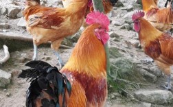 红冠黑毛鸡是什么品种？