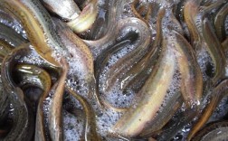 台湾大泥鳅繁殖技术视频怎么学？