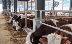 优质肉牛品种哪里买？