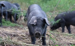 东北养殖什么品种猪好？