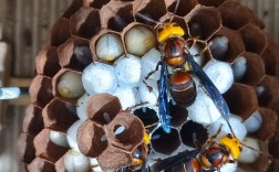 胡蜂养殖技术视频有哪些关键要点？