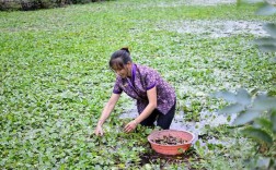 菱角深水养殖技术视频如何实现高产？