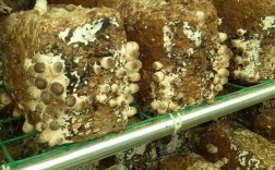 哪种菇类种植技术最挣钱？