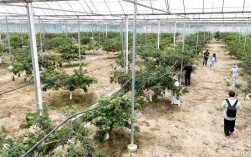 大棚水果盆景如何高效种植？