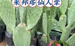 仙人掌品种及名称大全