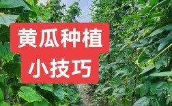 广西黄瓜种植最新技术有哪些突破？