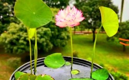 优质碗莲品种有哪些？