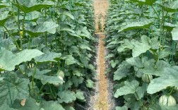 甜瓜露天栽培如何精细管理？