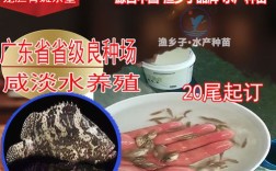 珍珠龙胆石斑鱼苗价格多少？
