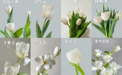 郁金香什么品种既好看又好养？