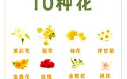 茶花品种名称图片有哪些？