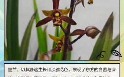 墨兰名贵品种有哪些？