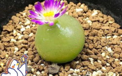 灯泡多肉有哪些常见品种？