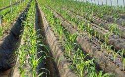 甜玉米种植技术如何助力致富？