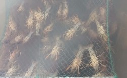 中国养殖龙虾技术视频如何学？