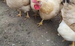 哪种鸡下蛋最多？