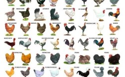 养鸡必须养同一品种吗？