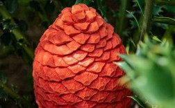 罕见铁树品种有哪些？