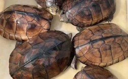 金钱龟哪个品种更值得养？